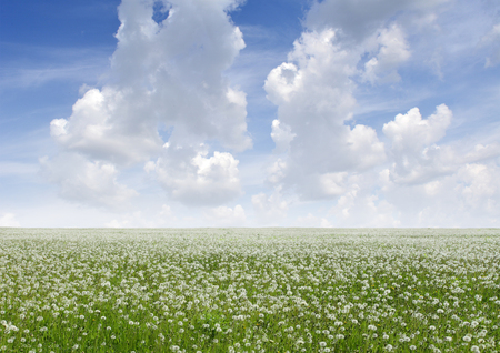 Field of dandelions faded.の写真素材