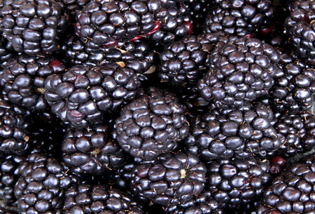 The berries are black, ripe blackberry background image.の写真素材