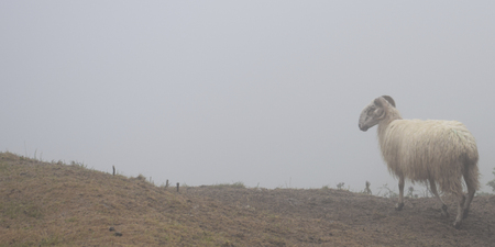 Sheep in the fog on a farm, in the early morning.の写真素材