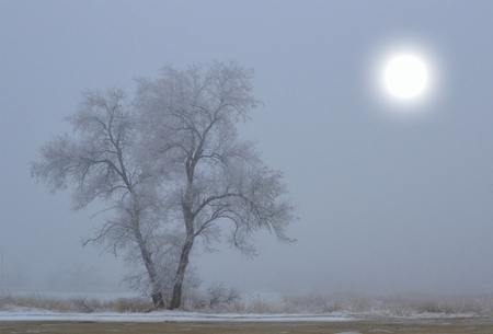 Winter, deserted country landscape with tree and sun.の写真素材