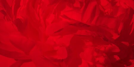 Flower red peony, the background image of beautiful petals.の写真素材