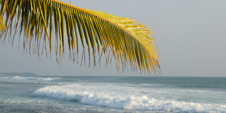 The coast line of the beach on a background of palm leaves.の写真素材