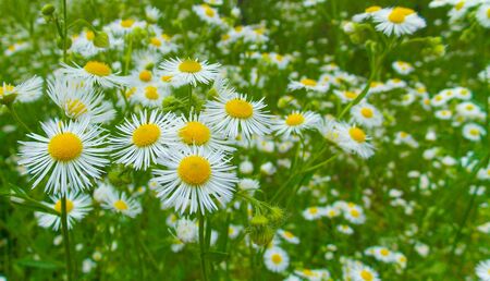 Field wild flowers in nature in the summer.の写真素材