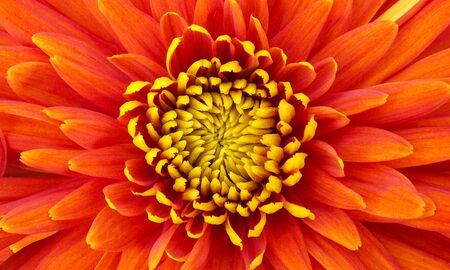 Beautiful flower of red dahlia. Background image.の写真素材