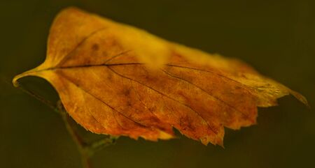 Autumn yellow leaf, abstraction on the theme of autumn.の写真素材