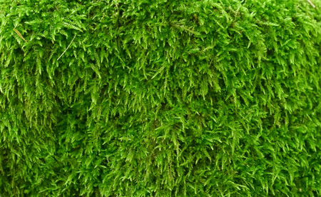 Texture, green spring moss, background image.の写真素材