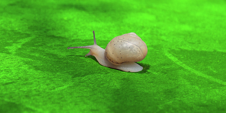 Beautiful charismatic snail sitting on the green leaf.の写真素材