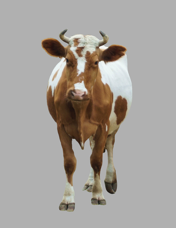 Dairy cow on isolated gray background.の写真素材