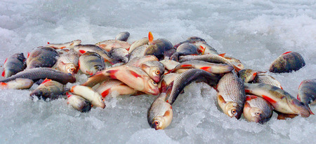 Caught fresh fish crucian on winter fishing.の写真素材