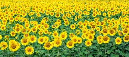 Field with yellow flowers of a sunflower.の写真素材
