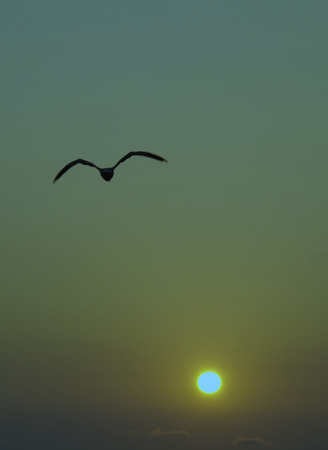 Flight of a seagull at sunrise, in a clear sky.の写真素材