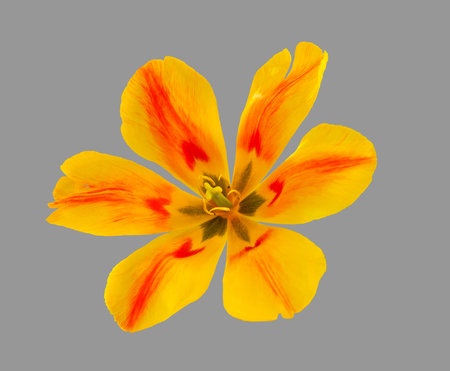 Opened yellow flower of a tulip.の写真素材