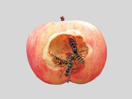 An apple ripened by a wild wasp.の写真素材