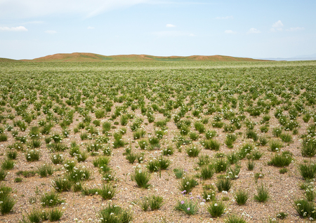The steppe blossomed with the colors, early spring.の写真素材