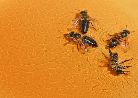 The bees accidentally fell into the honey of honey.の写真素材