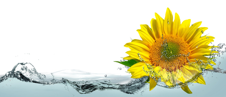 Sunflower flower in water splashes for a card.の写真素材
