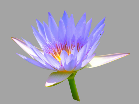 Flower of a beautiful lotus on a gray background.の写真素材