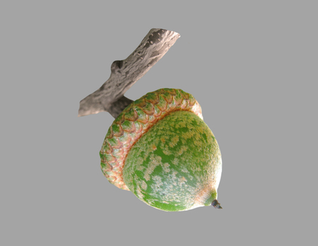 Green, unripe oak acorn on an isolated background.の写真素材