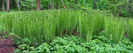 Fern in the forest. Forest, European flora.の写真素材