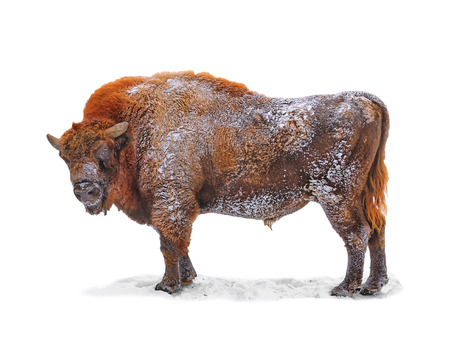 Bison, bull big on the isolated white background.の写真素材