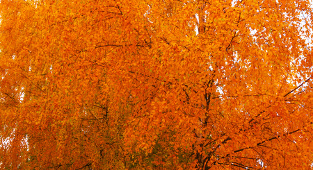 Orange birch leaves, autumn landscape with trees.の写真素材
