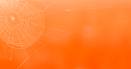 Spider webs on a blurry orange background.の写真素材
