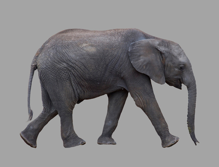 Young elephant on an isolated gray background.の写真素材