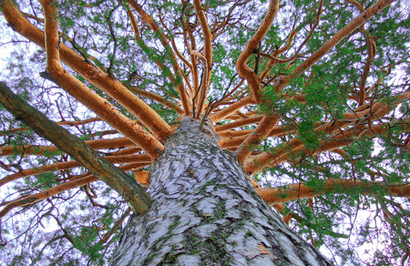 Crown of larch tree, view from below.の写真素材