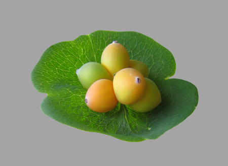 Fruits of honeysuckle, a plant on an isolated backgroundの写真素材