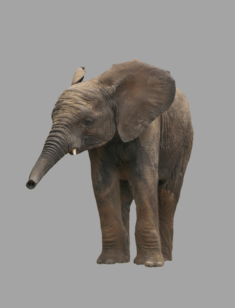 Young elephant on an isolated gray background.の写真素材