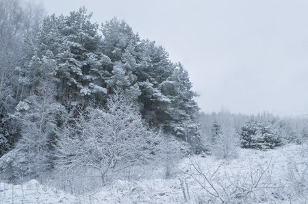 Snow-covered forest in the winter season in Europe.の写真素材