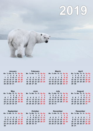 Calendar for 2019, polar bear.の写真素材