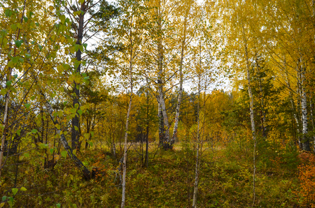 Autumn forest in warm weather. Forest landscape.の写真素材