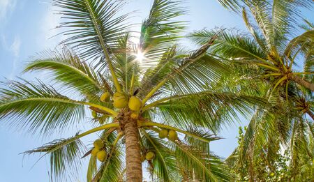 Coconut palms in the rays of the summer sun.の写真素材