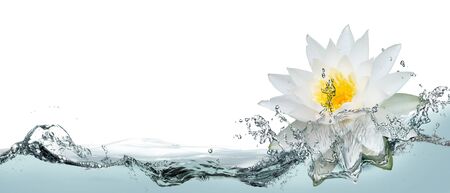 Opened lotus flower in a spray of water.の写真素材
