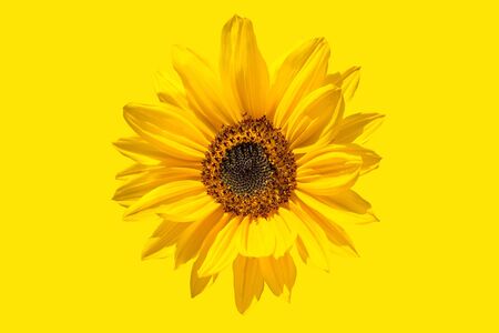 Abstraction of yellow color, the flower of the opened sunflower.の写真素材