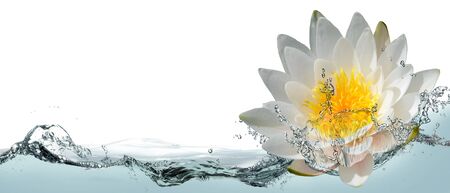 Blossom lotus flower in spray of water.の写真素材