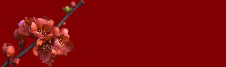 Banner for a site with flowers of pomegranate plants.の写真素材