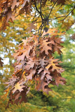 Autumn oak leaves hanging on a branch in a park.の写真素材