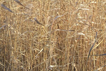 Flowering of southern common reed on a lake pond の写真素材