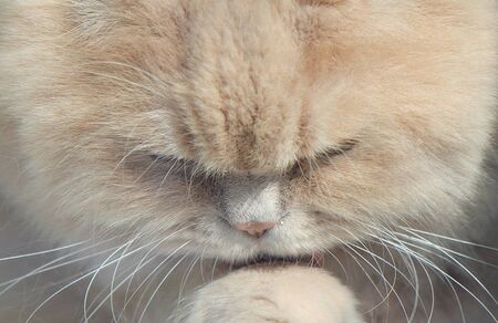 Portrait of a washing Scottish breed adult catの写真素材