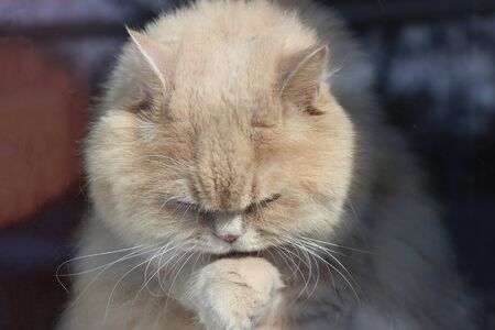 Portrait of a washing Scottish breed adult catの写真素材
