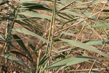 Flowering of southern common reed on a lake pond の写真素材