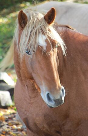 Portrait of a young horse with beautiful eyes.の写真素材