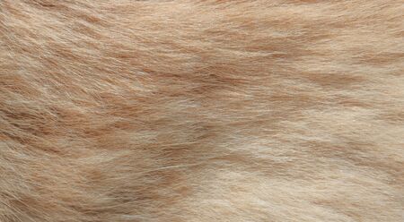 The texture of the hair of a domestic cat.の写真素材