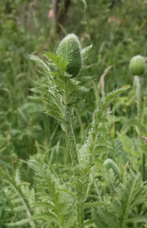 Flower bud of a field poppy plant, closeup.の写真素材