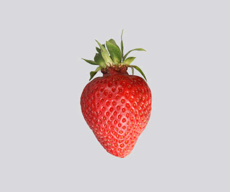 Red ripened strawberry on a gray isolated background.の写真素材
