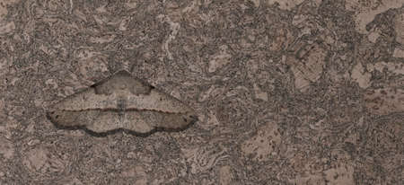 Night moth disguises itself as a cork tree.の写真素材