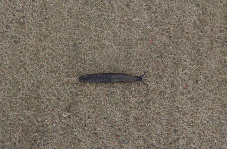 Snail crawling on the ground after rainの写真素材