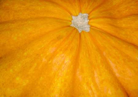 The texture of the harvested vegetable, ripe yellow pumpkinの写真素材